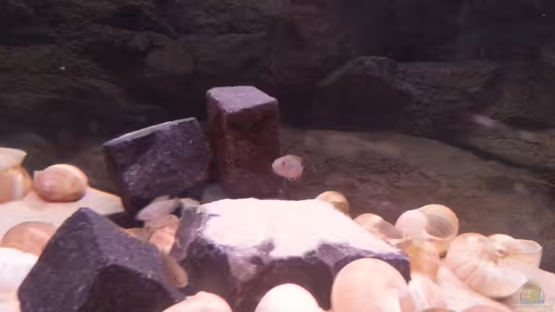 Stones and shells von Daniel Kastner (12)