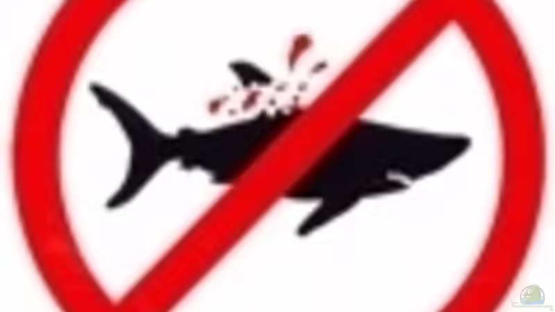 Stop finning !!!  von Malawigo (3)