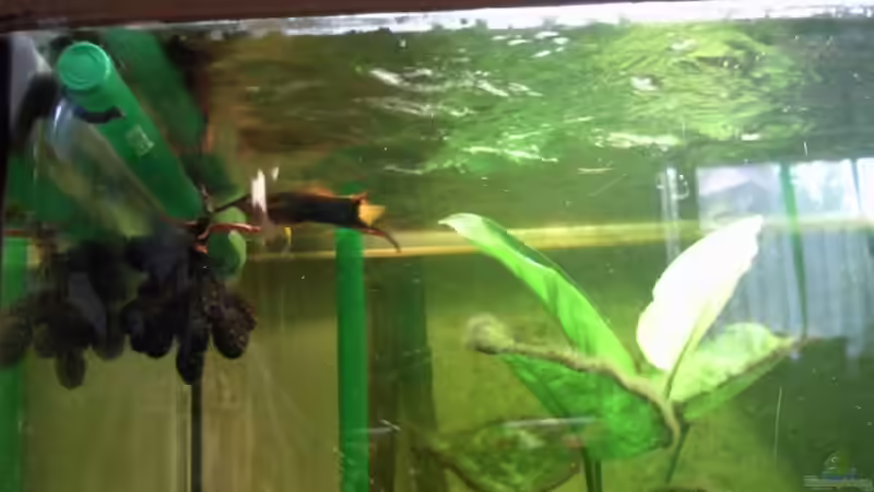 Strahlrohr als Wasseraustritt,ca.30cm.Im Hintergrund serienmäßiges Ansaugrohr mit von mikael38 (24)