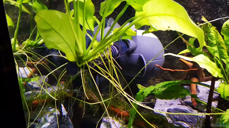 Strahlrohr Powerhead bepflanzt von Mark H. (32)