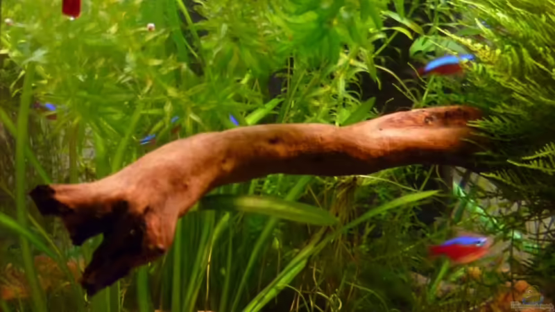 Strand von tanja4 (4)