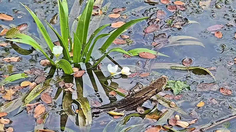Stratiotes aloides - Die Krebsschere als natürlicher Wasserklärer