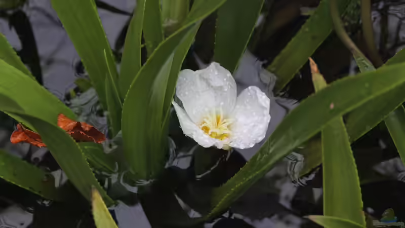 Stratiotes aloides - Die Krebsschere als natürlicher Wasserklärer