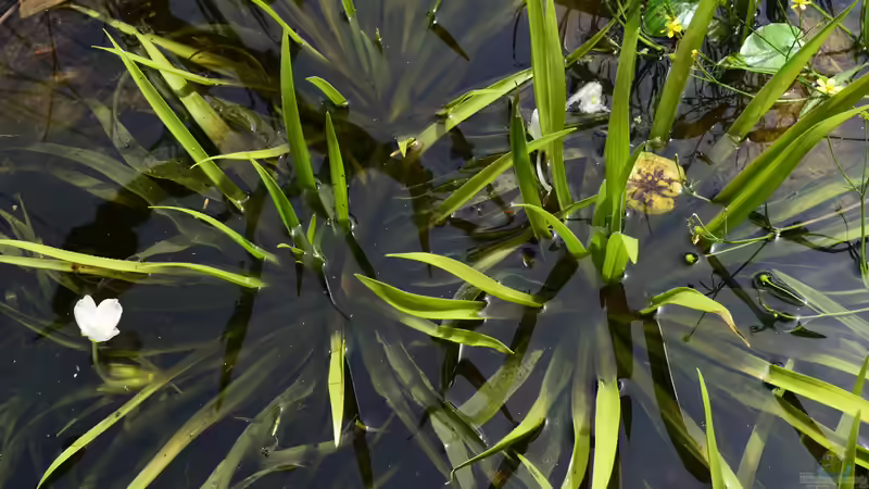 Stratiotes aloides von Junglist (5)