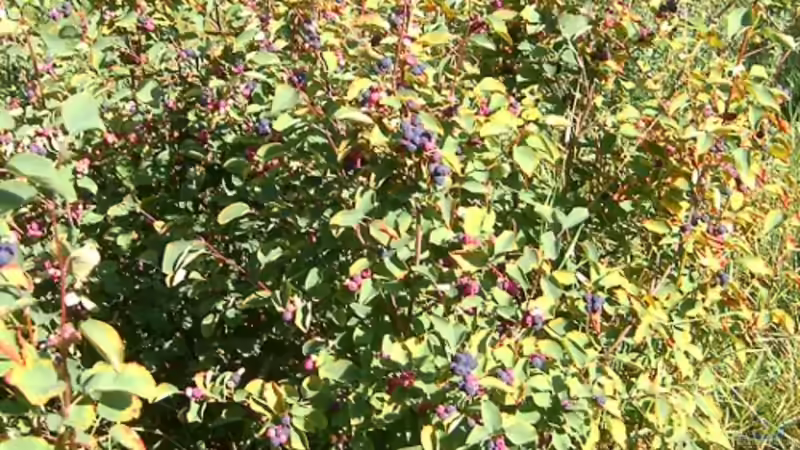 Strauch des Jahres 2026: Die Felsenbirne