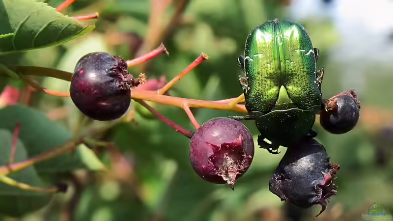 Strauch des Jahres 2026: Die Felsenbirne