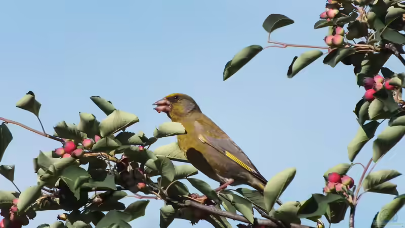 Strauch des Jahres 2026: Die Felsenbirne