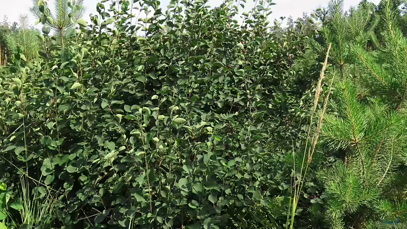 Strauch des Jahres 2026: Die Felsenbirne