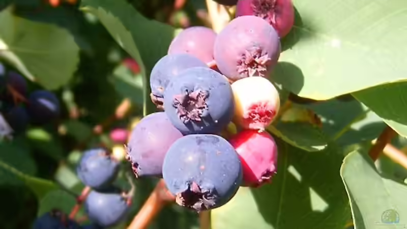 Strauch des Jahres 2026: Die Felsenbirne