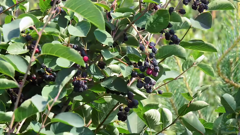 Strauch des Jahres 2026: Die Felsenbirne