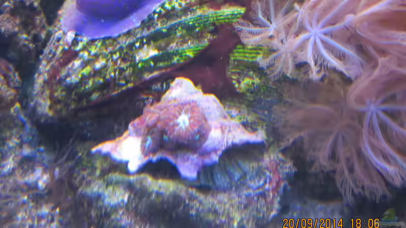 Straussenfeder von lippfisch (49)