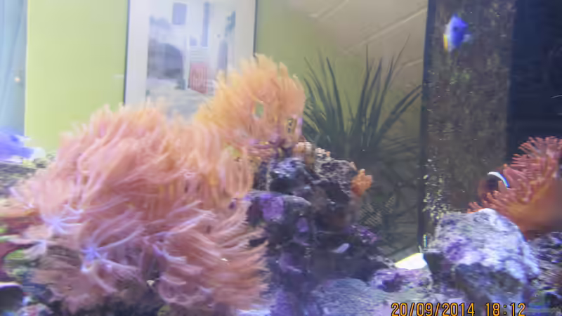 Straussenfeder von lippfisch (57)