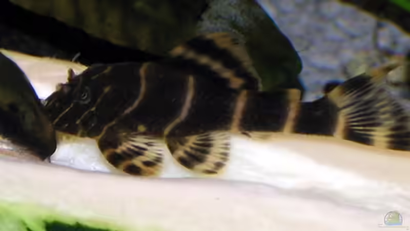 Streifen machen schlank von Fossybear (39)