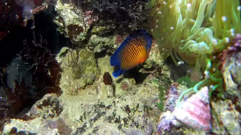 Streifen Zwergkaiserfisch. von Rolf Mohr (18)