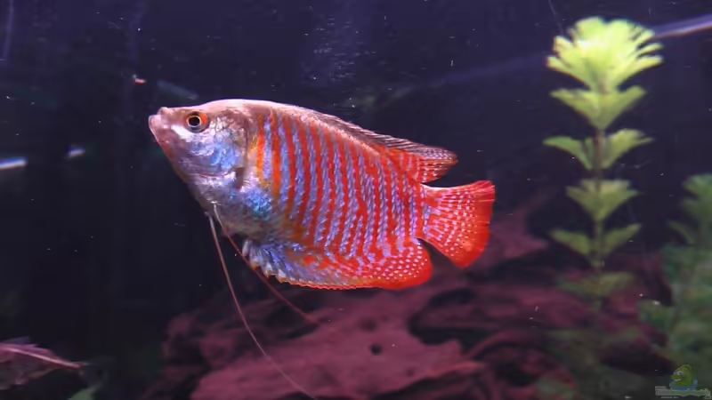 Streifenfadenfisch Männchen von Trooper (6)