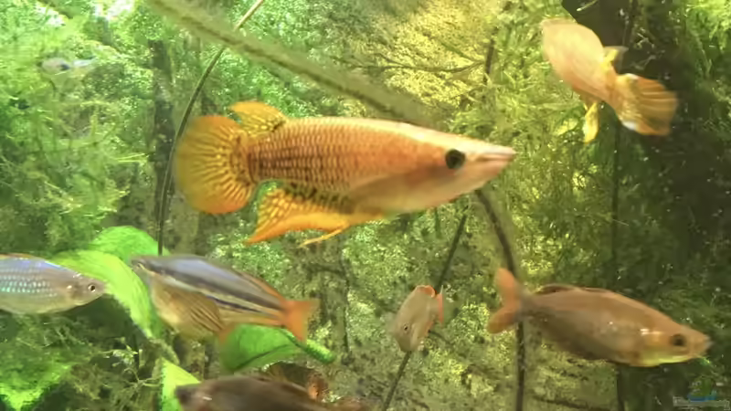 Einrichtungsbeispiele für Aplocheilus lineatus (Streifenhechtling)