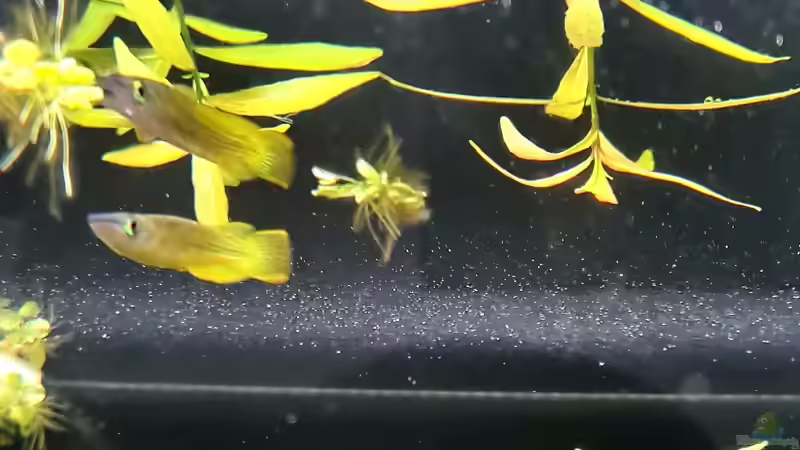 Streifenhechtling von domnk (28)