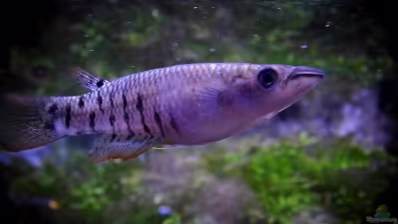 Streifenhechtling von snooze (88)