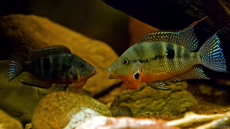 Streit beim Bewachen des Laich von Benjamin Hamann (48)