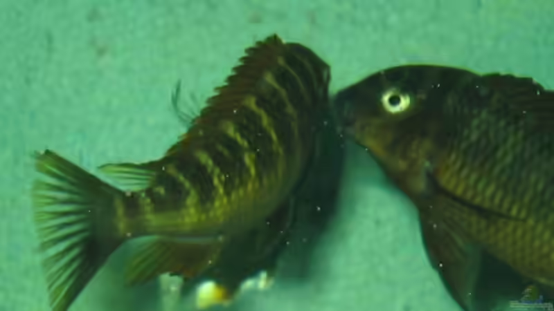 STREITEREIEN SIND F??R TROPHEUS NORMAL VORALLEM BEI NUR VIER TIEREN von Marvin Michel (17)