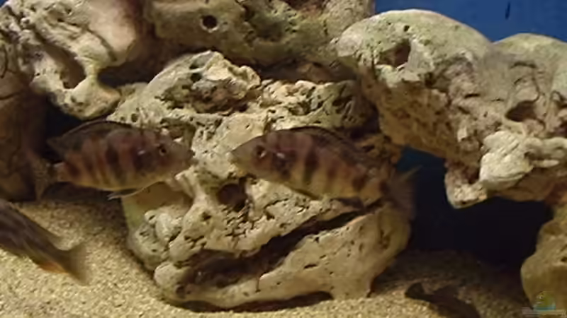 Streithennen :-))) von Matthias Knittel (7)