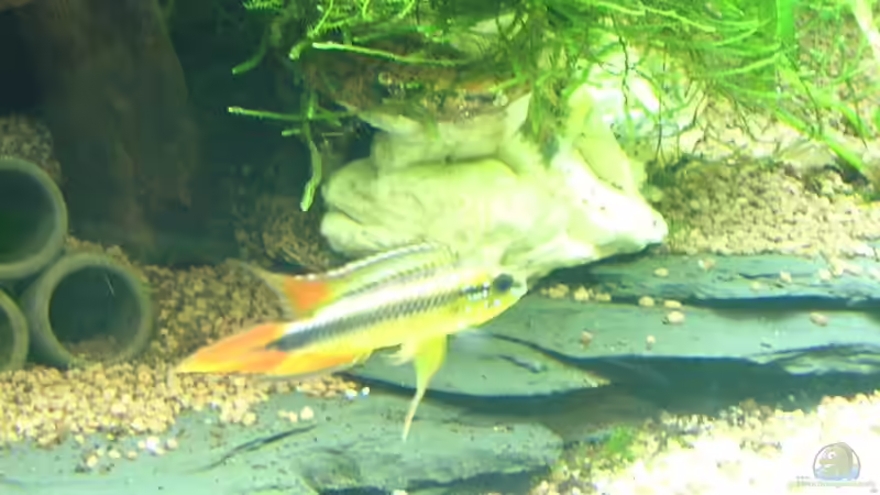 Streitlustig!!! von Christian Grunwald (57)