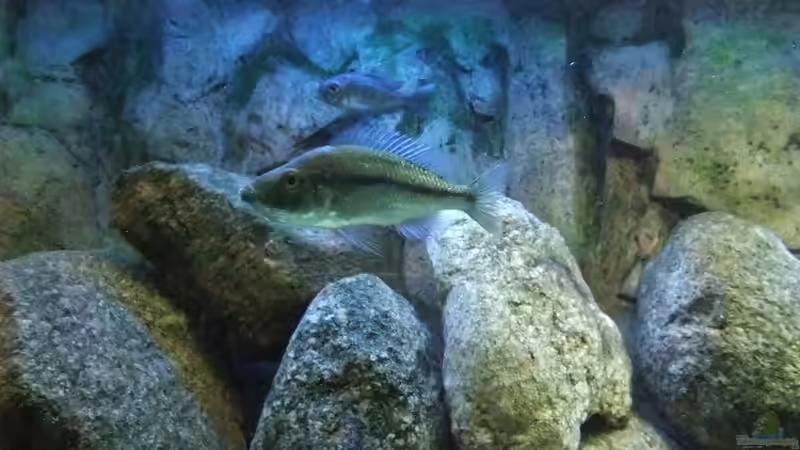 strigatus weib mit brut im maul von Danny Mätzke (12)