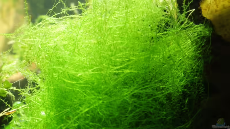 Stringy Moos ??? von SouthAmerica (36)