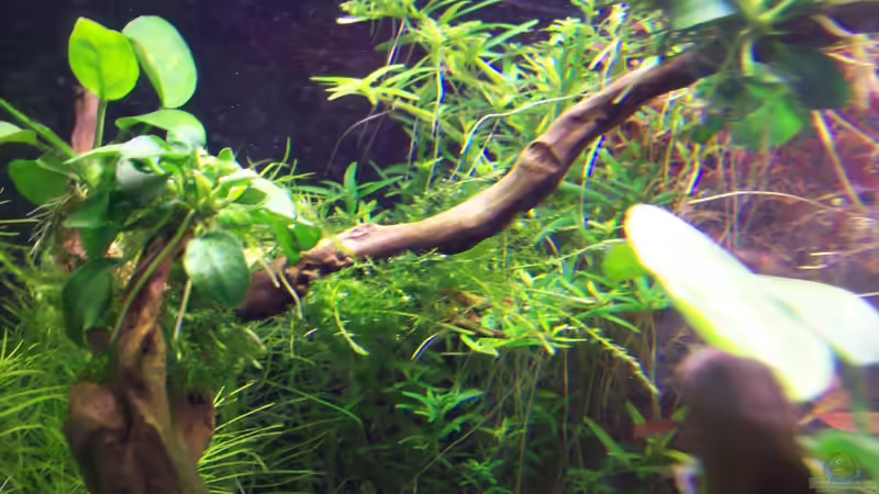 Stringy Moos von Lotte und Hendo (39)