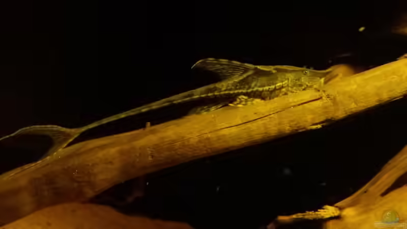 Strisoma aureum Weibchen von Sebastian Müller (57)