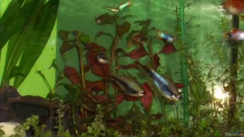 Strömer mit Platys, Kaisertetra u. Guppys von Annett F. (9)