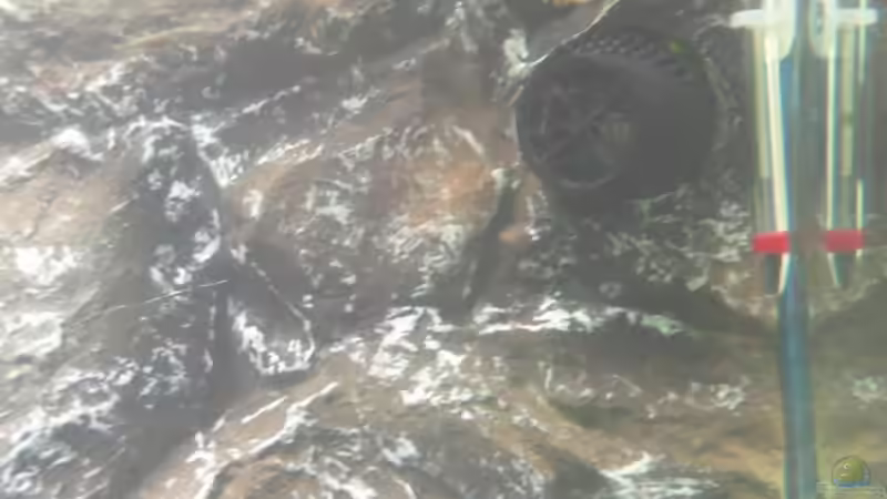 Strömmungspumpe,und Innenthermometer von Hedylein (10)