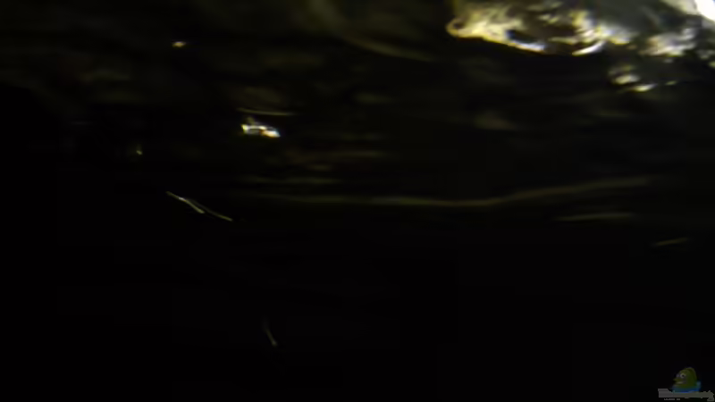 strömung:) von LaEy (63)