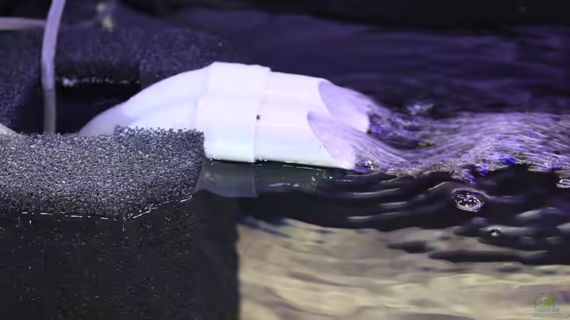 Strömung im Aquarium - Warum sie so wichtig ist und wie du sie richtig einstellst