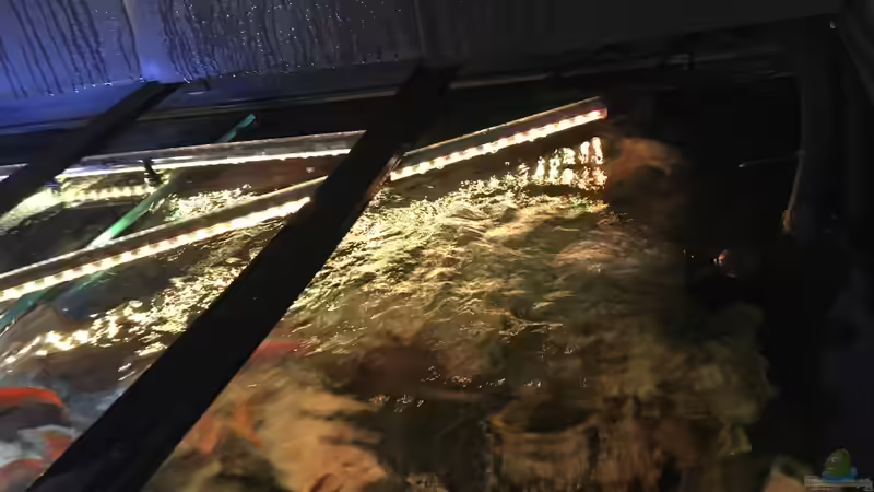 Strömung im Aquarium - Warum sie so wichtig ist und wie du sie richtig einstellst