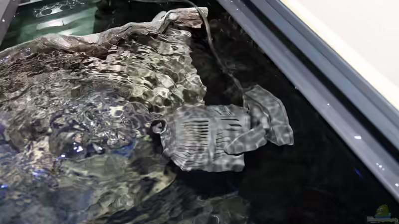 Strömung im Aquarium - Warum sie so wichtig ist und wie du sie richtig einstellst