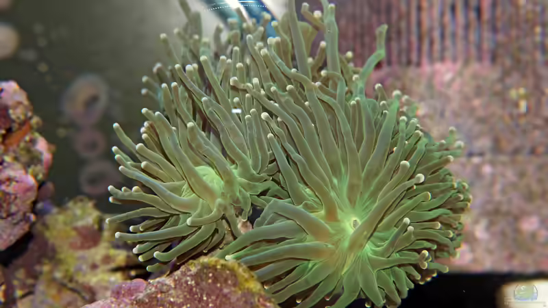 Strömung im Riffaquarium: Warum Korallen Bewegung brauchen
