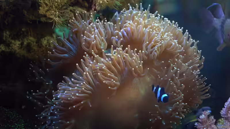 Strömung im Riffaquarium: Warum Korallen Bewegung brauchen