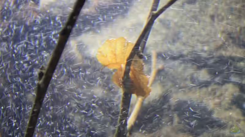 Strömung und ??ste  von Florian Bandhauer (26)