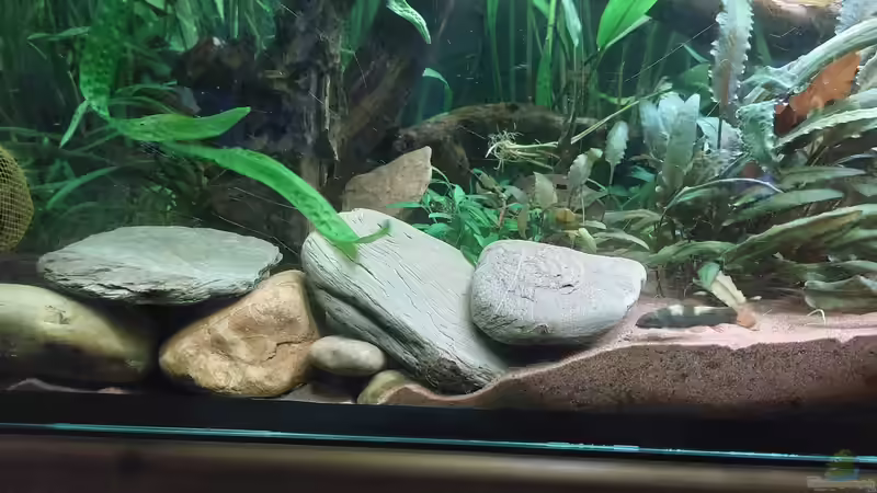 Strömungsbereich von DaniJeep (3)