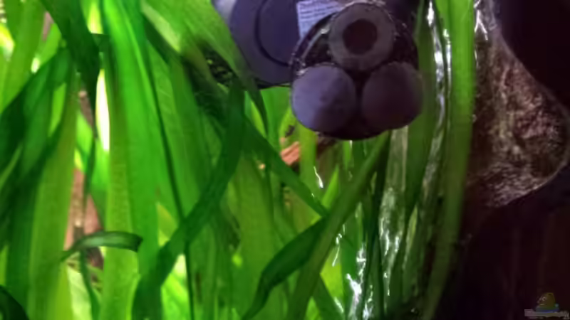 Strömungspume für Hochwasser-Simulation von Andy Weiss (25)