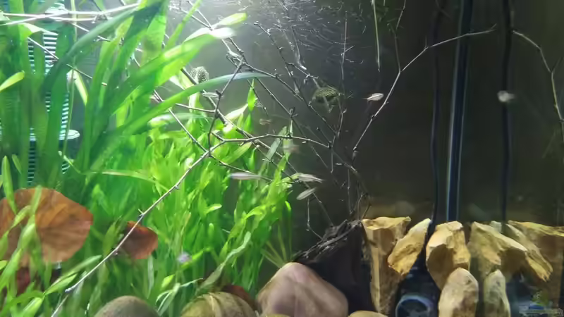 Strömungspumpe  von Miss Kasimir (11)