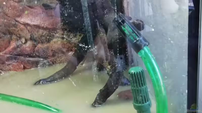 Strömungspumpe Ansaugseite von - Stephen - (9)