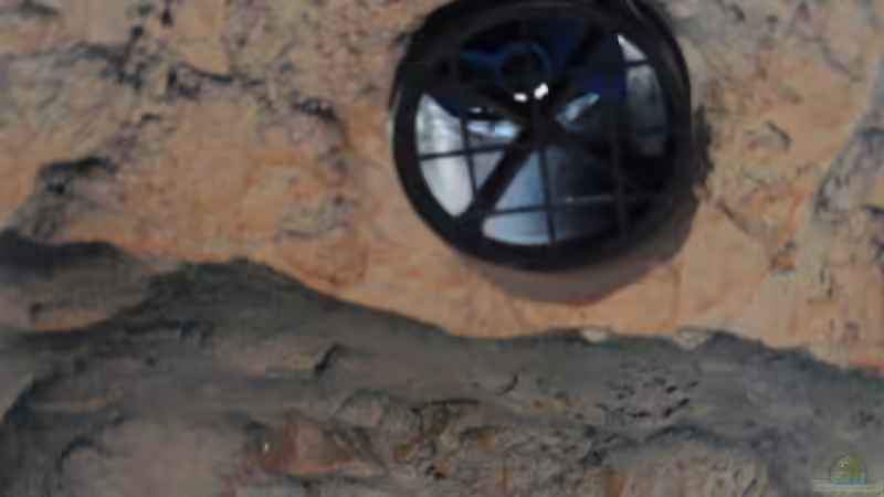 Strömungspumpe eingebaut, unten RW Zugang von The Pictus catfish (29)