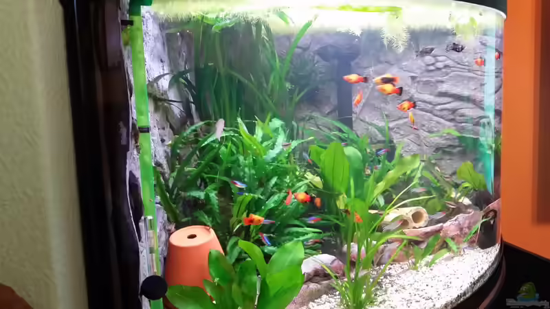 Strömungspumpe fest eingebaut von Steffen und Felix (108)