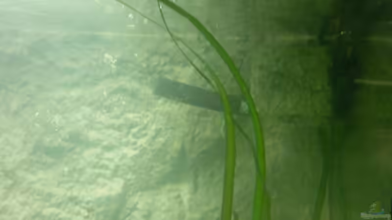 Strömungspumpe gut getarnt ;-) von Julien Preuß (19)