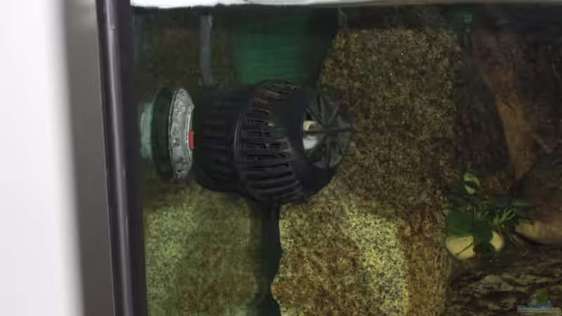 Strömungspumpe Hydor Nano von Malawi TOM (48)