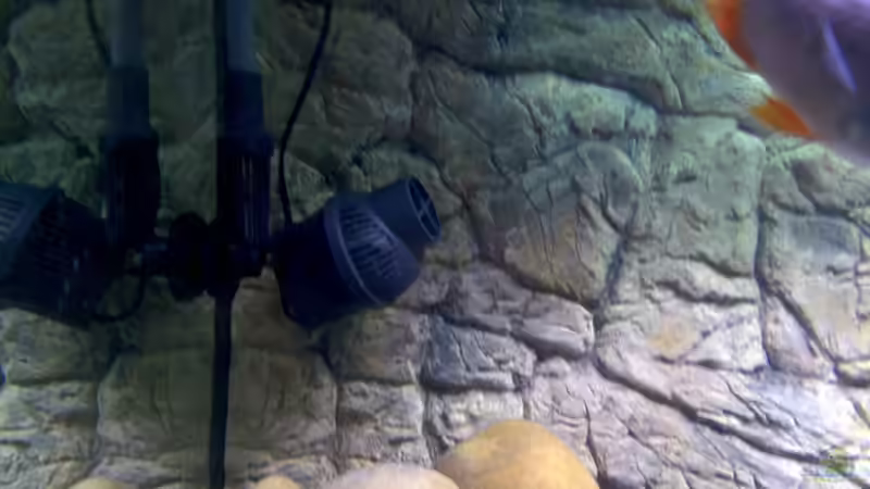 Strömungspumpe im Aquarium von Sascha G. (13)