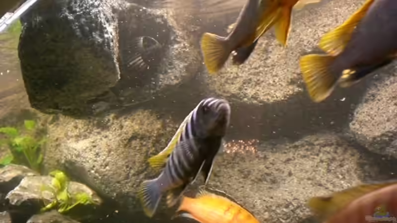 Strömungspumpe im künstlichen Felsüberhang von Thomas Dietrich (18)