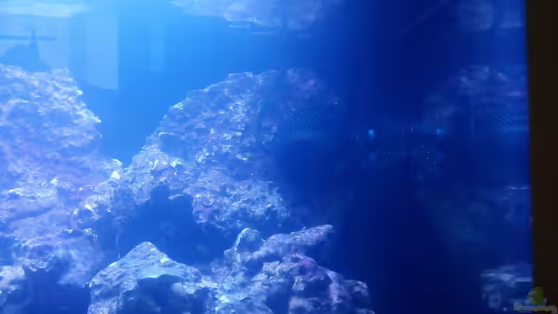 Strömungspumpe Tunze 6025 von Dirk Simons (4)